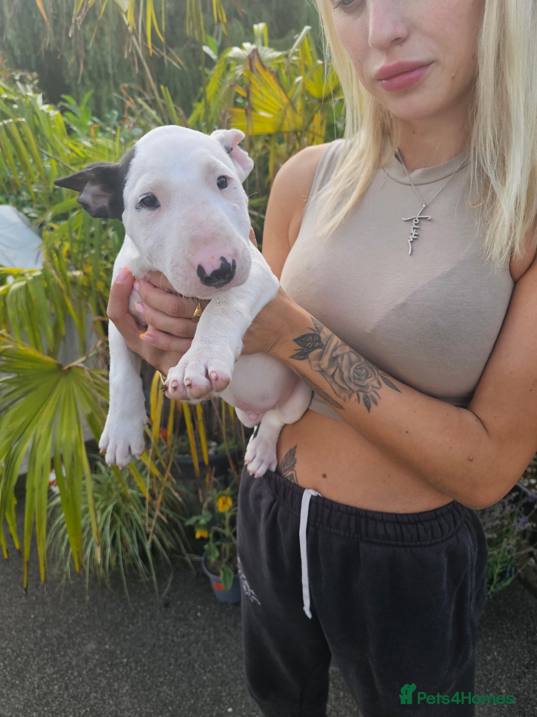 English Bull Terrier dogs for sale: English bullterrier pups for sale  - Image 26