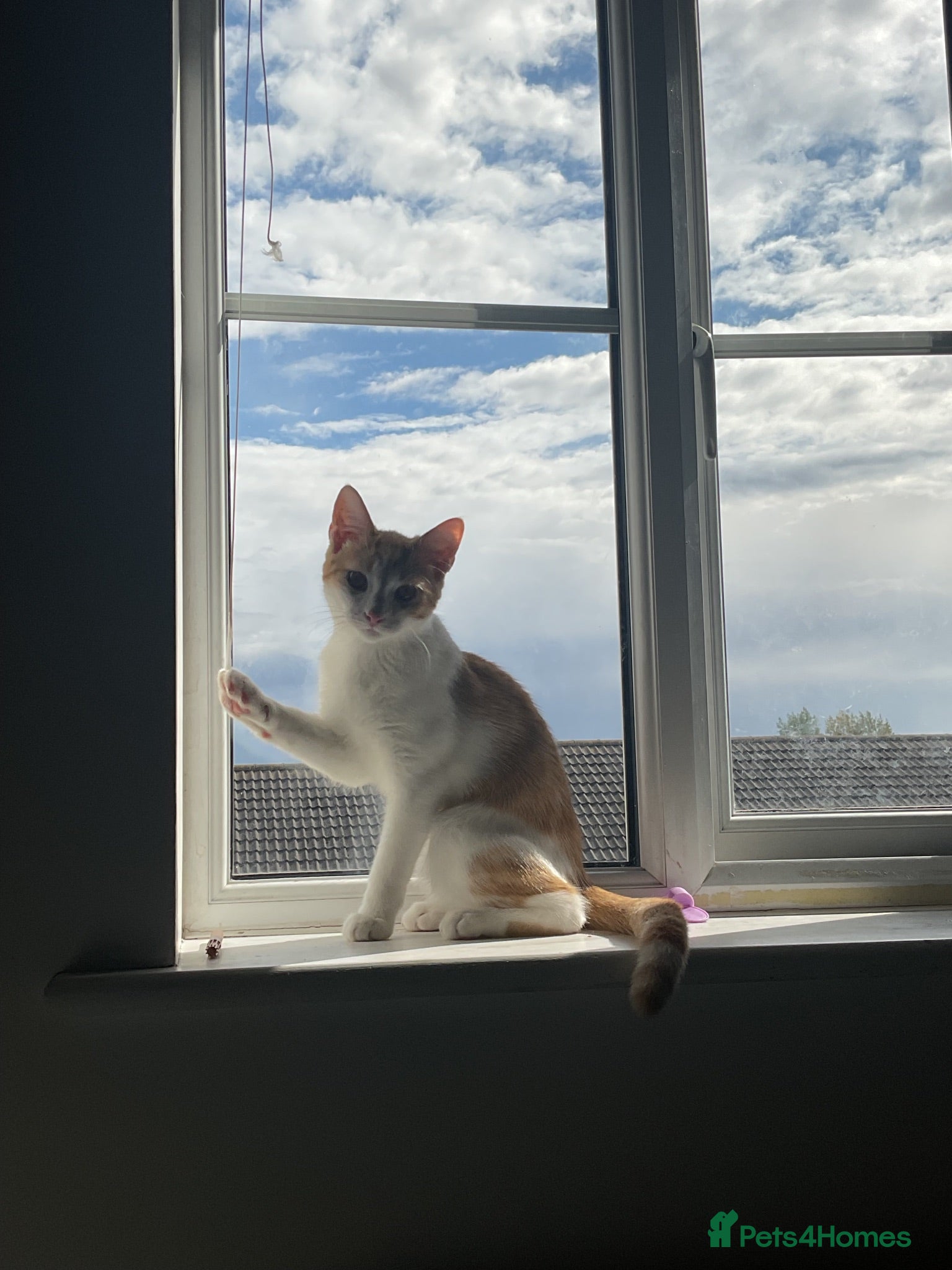 Domestic Shorthair cats Male domestic shorthair  - Advert 5