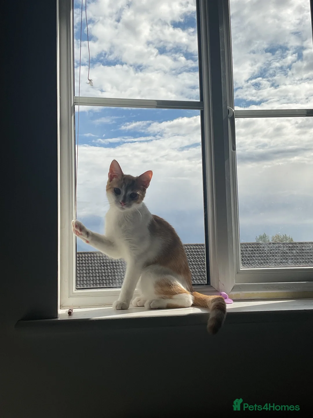 Domestic Shorthair cats for sale: Male domestic shorthair  - Advert 1