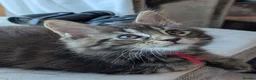 Maine Coon cats for sale: Chunky loveable Maine Coon Boy - Advert 23