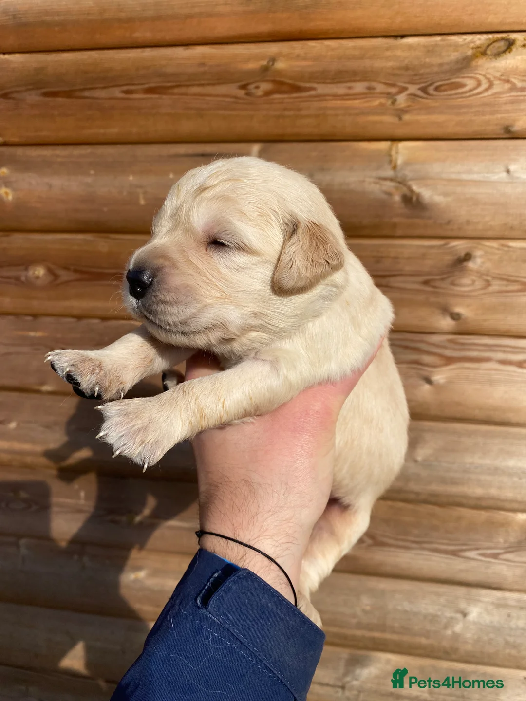 Golden Retriever dogs for sale: 💛🤍 5 Star ⭐️🐶 Golden Retriever Pups 🐶 🌟🤍💛 - Advert 36