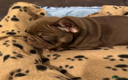 French Bulldog dogs for sale: Adorable Isabella carrying pink frenchie pups - Image 10