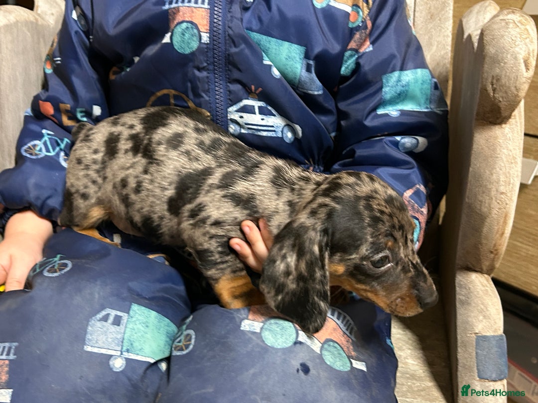 Miniature Dachshund dogs for sale: Miniature dachshunds * 3 boys left - Advert 16