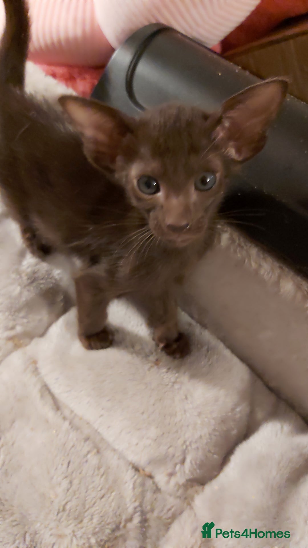 Oriental cats for sale: Full Pedigree Oriental 6 Kittens XL size ears GCCF - Advert 13