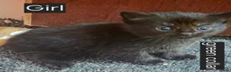 Mixed Breed cats for sale: 4 week old kittens in Nottingham - Advert 10