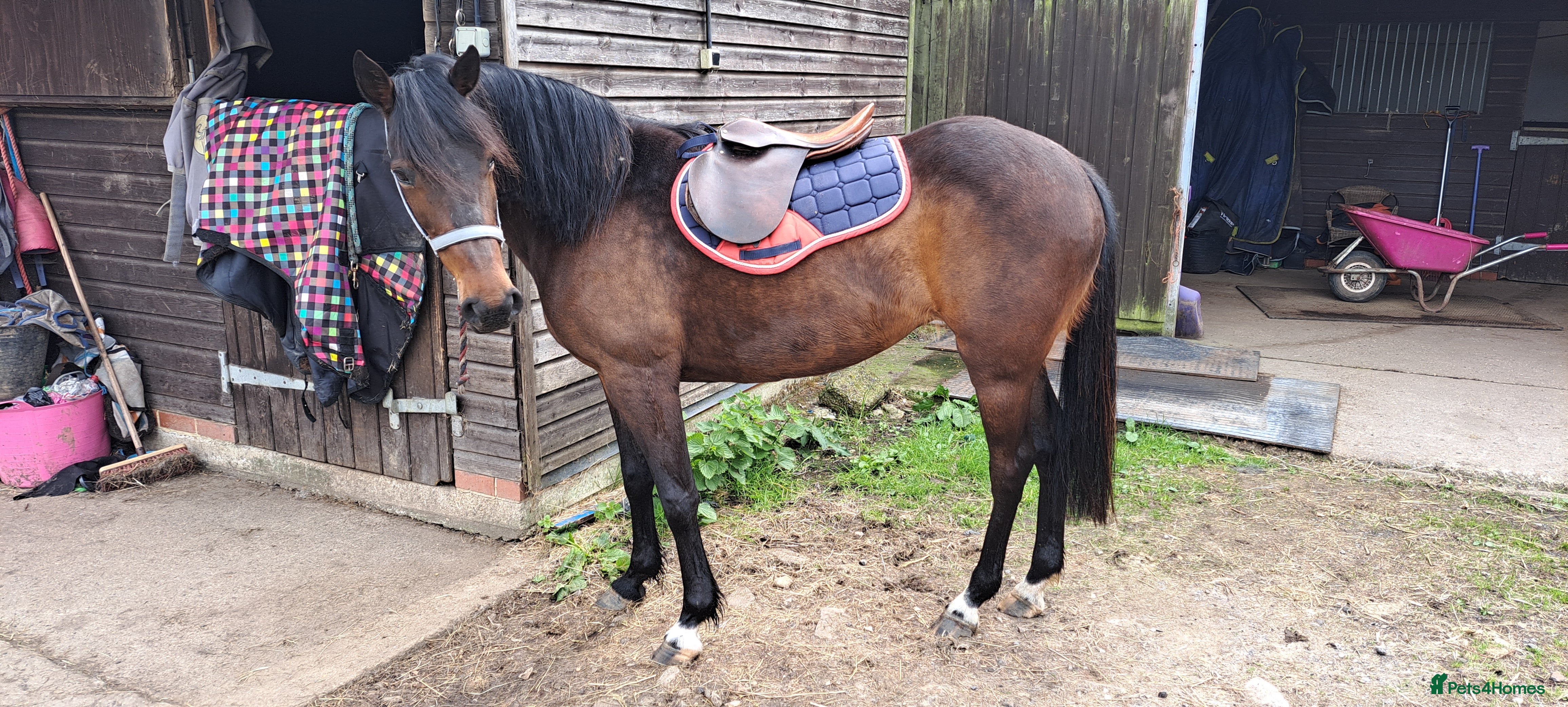 English Thoroughbred horses Bay mare 15h - Advert 1