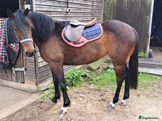 English Thoroughbred horses Bay mare 15h - Advert 10