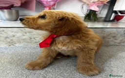 Mini Goldendoodle dogs for sale: GoldenDoodles Date of birth 01.05.2025 - Image 9