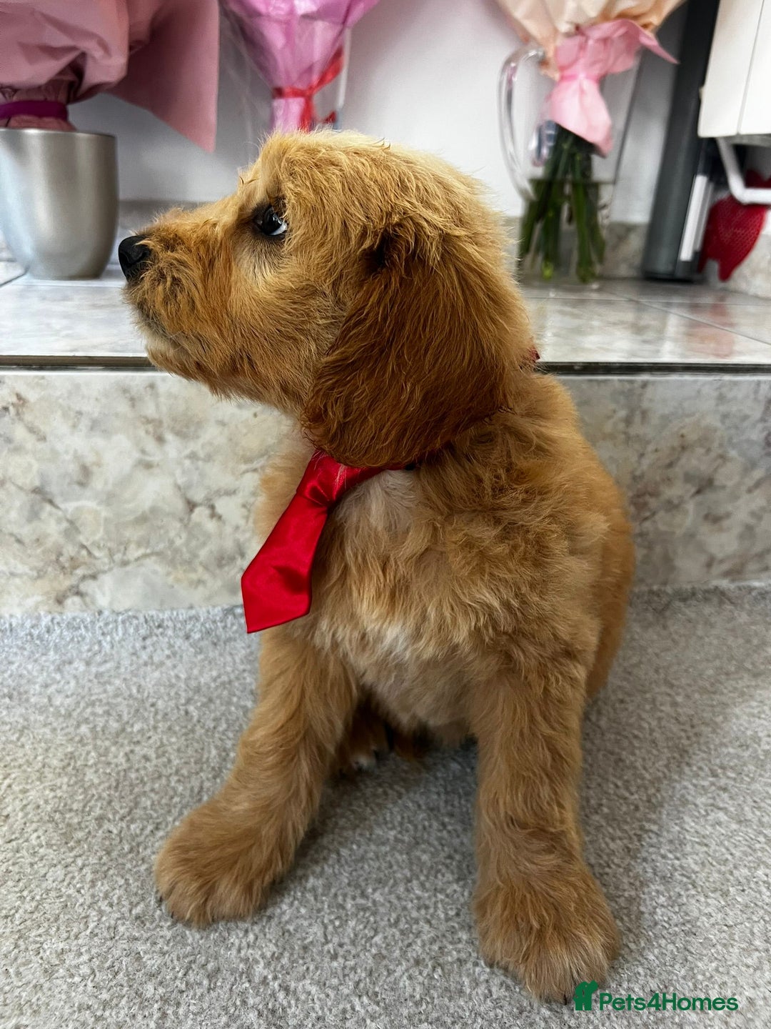 Mini Goldendoodle dogs for sale: GoldenDoodles Date of birth 01.05.2025 - Image 9