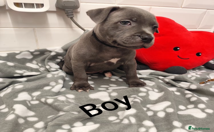 Staffordshire Bull Terrier dogs - Advert 1