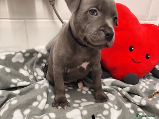 Staffordshire Bull Terrier dogs - Advert 2