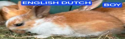 English Spot rabbits for sale: English Dutch and spot bunnies available  - Advert 2