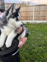 Siberian Husky dogs - Advert 11