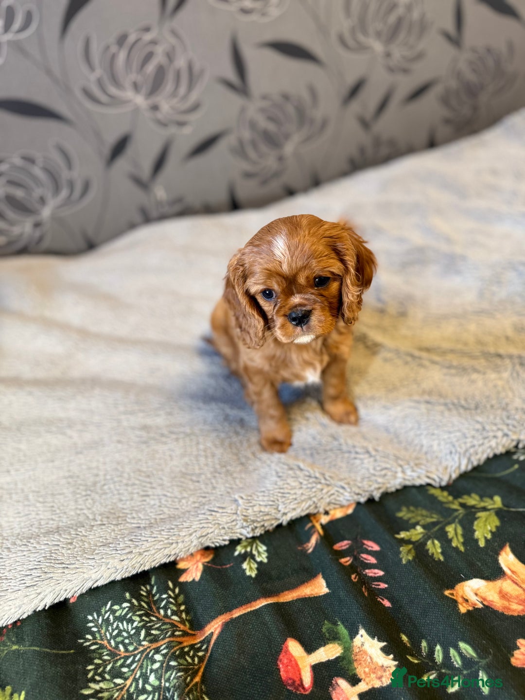 Cavalier King Charles Spaniel dogs for sale: Cavalier King Charles Spaniel - Advert 14