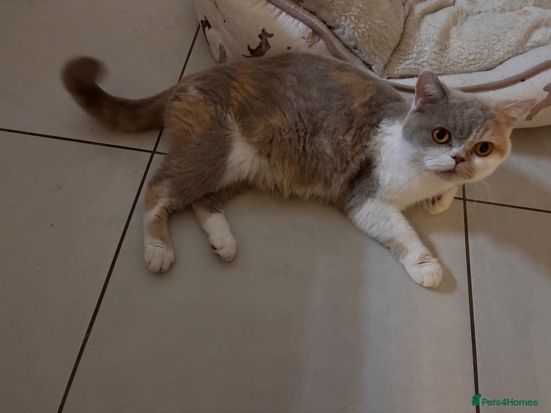 British Shorthair cats Stunning 50% British Shorthair kittens for Sale - Advert 7