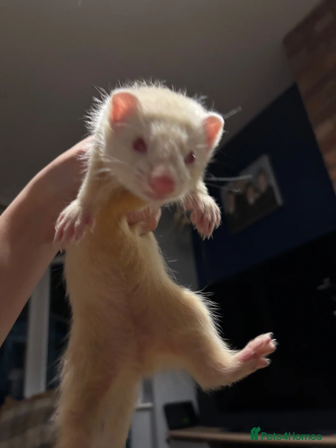 Ferret rodents for sale: 3 albino ferrets ready now  - Advert 3