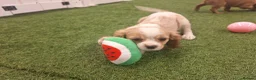 Cavalier King Charles Spaniel dogs for sale: 🐾AMAZING KC REGISTERED CAVALIERS 🐾 - Advert 9