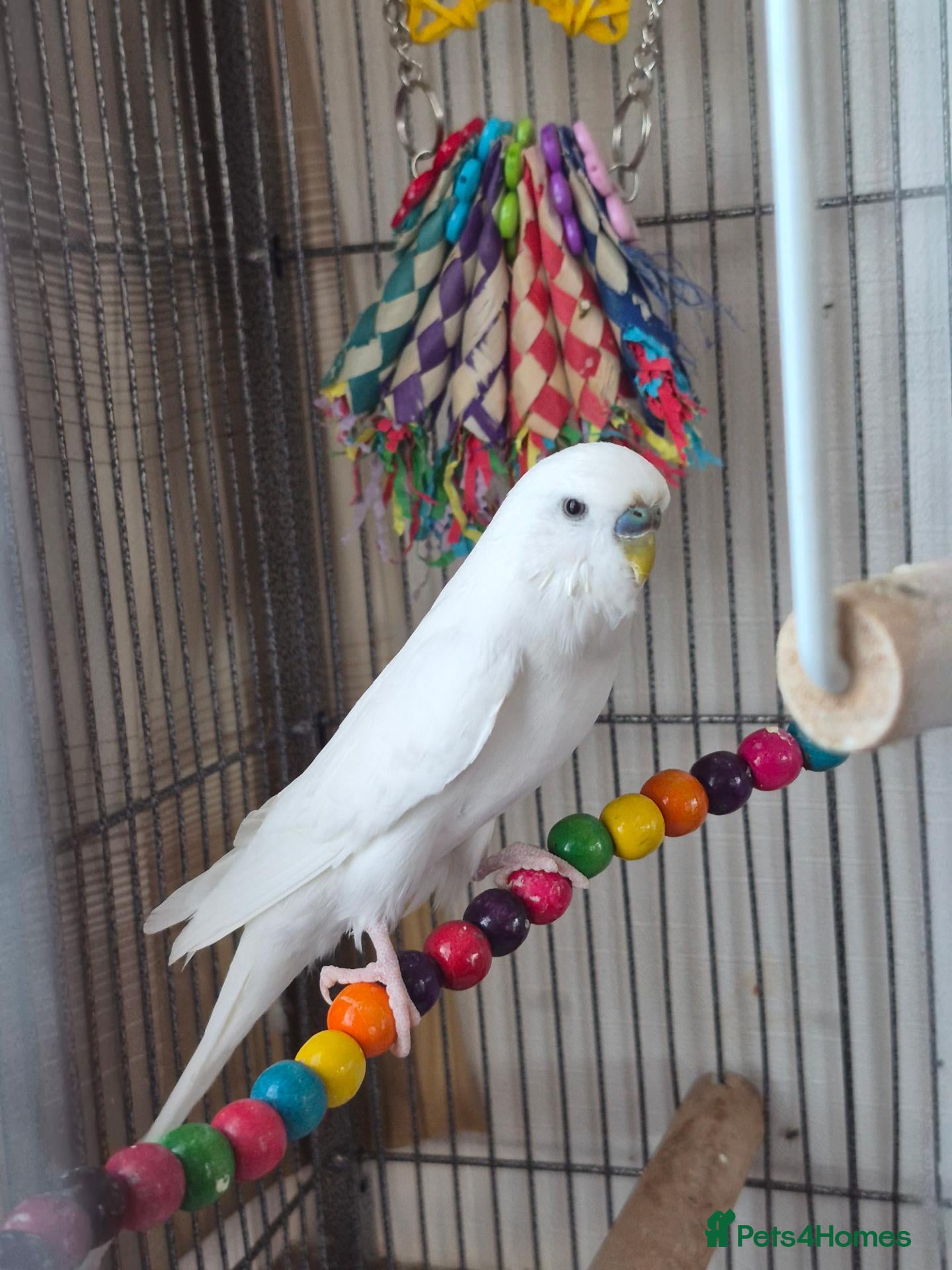 Budgerigars birds Budgie, cage and accessories for sale - Advert 12