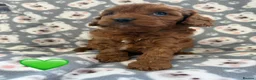 Cavapoo dogs for sale: Stunning Fox Red F1 Cavapoo Puppies H/C  - Advert 28
