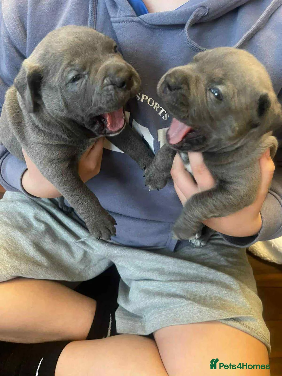 Mixed Breed dogs for sale: Pocket bully / Cane Corso pups  - Advert 4