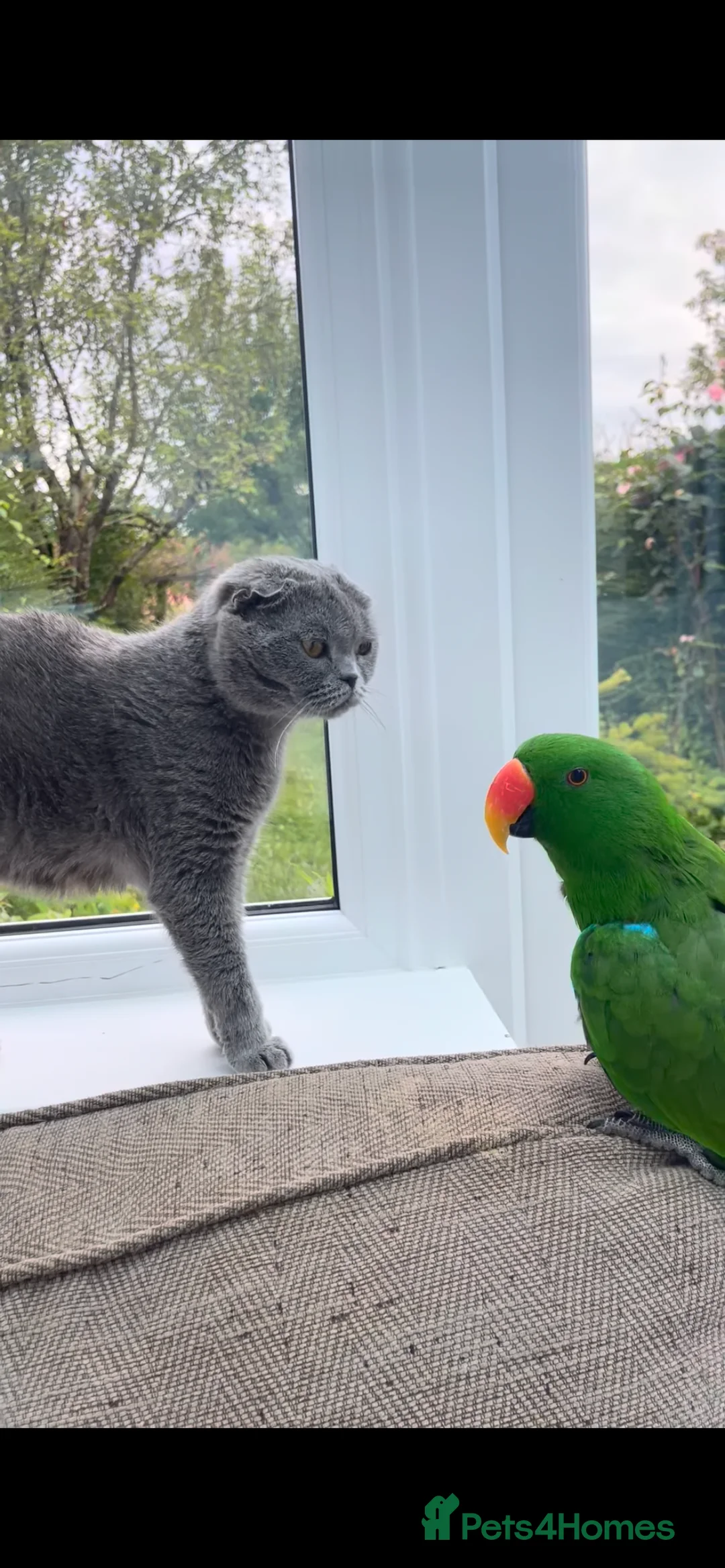 Parrots birds for sale: Silly tame, healthy Eclectus boy - Advert 5