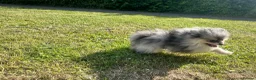 Pomeranian dogs for sale: Tiny calm boy - neutered  - Advert 5