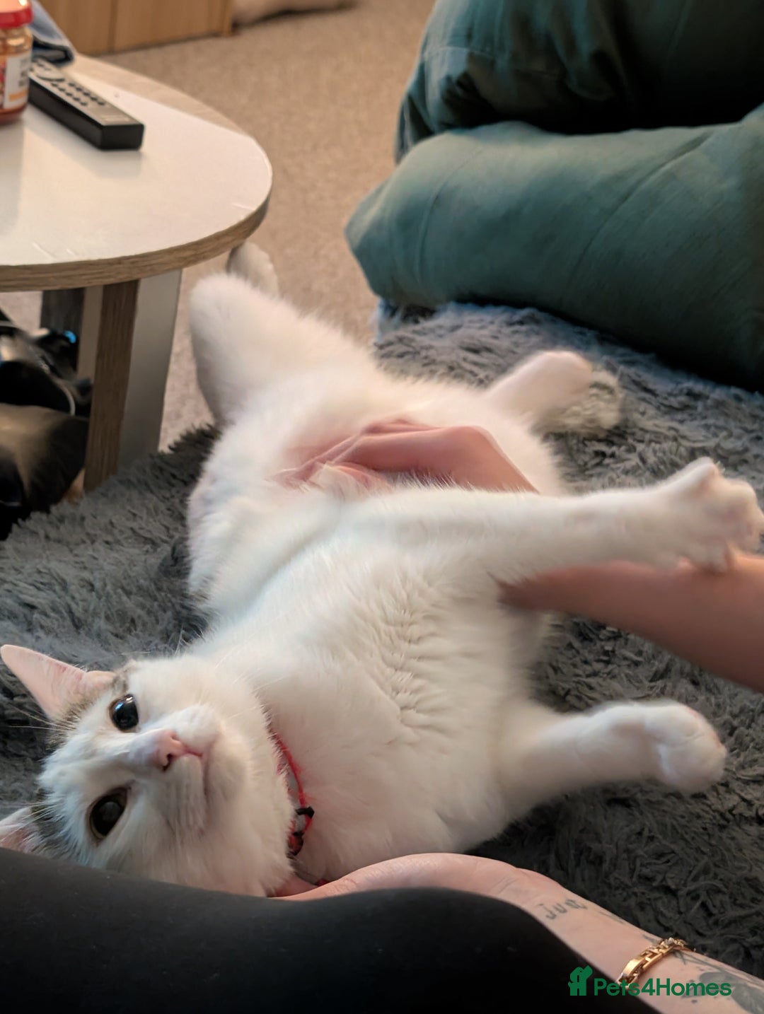 Mixed Breed cats for sale: 4 beautiful kittens for sale  - Image 3