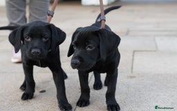 Labrador Retriever dogs for sale: Last 2 Black male labrador puppies vaccinated KC  - Advert 15