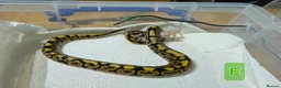 Python Snake reptiles for sale: spotnose and clown ball pythons  - Advert 13