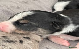 Border Collie dogs for sale: Border Collie Pups Merle, Tri-colour & Blk/wht - Image 18