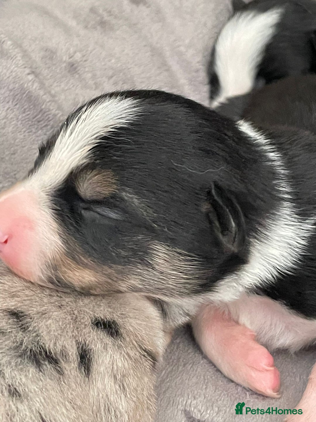 Border Collie dogs for sale: Border Collie Pups Merle, Tri-colour & Blk/wht - Image 18