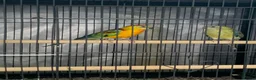 Parrots birds for sale: Red Rumped Parrot - Advert 2
