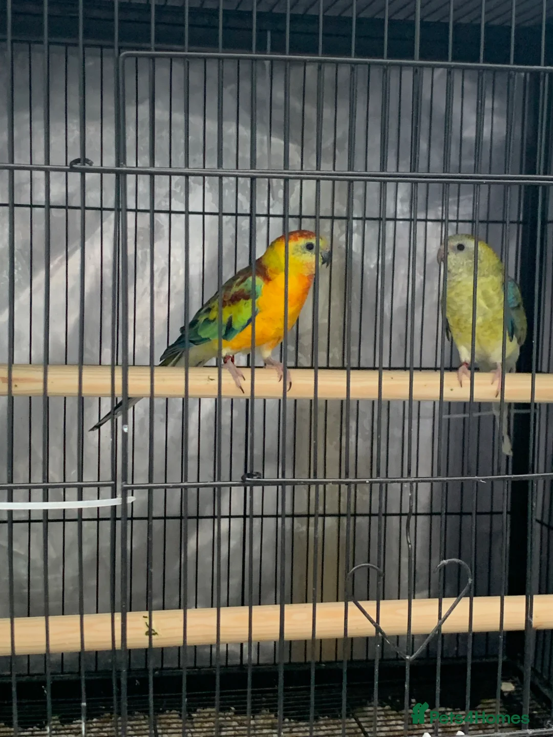 Parrots birds for sale: Red Rumped Parrot - Advert 2