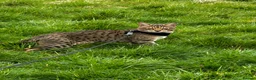 Savannah cats for sale: Savannah F4 girls - Advert 13