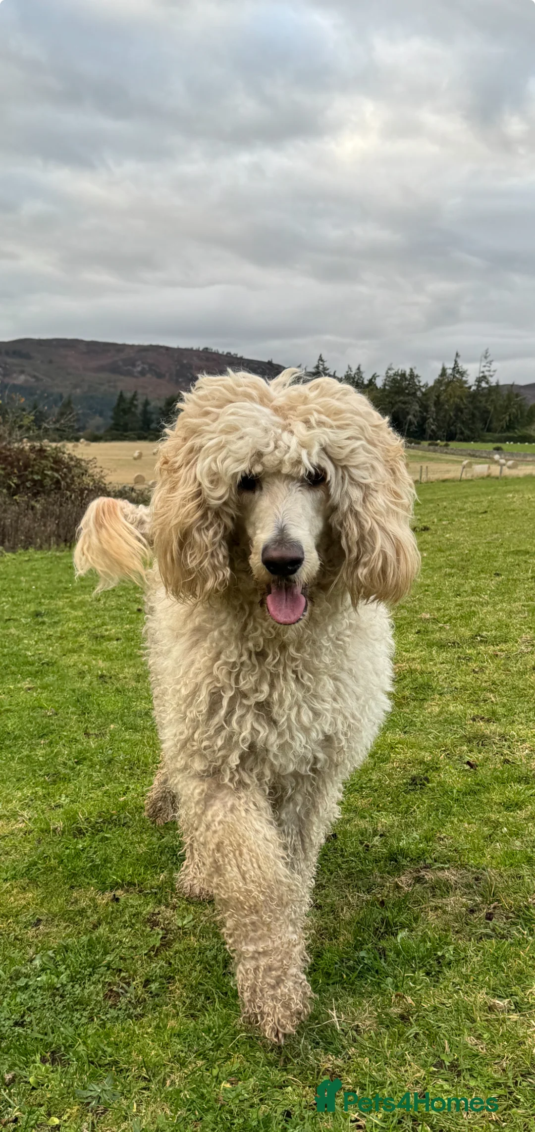 Goldendoodle dogs for sale: Expecptional goldendoodles - Advert 16