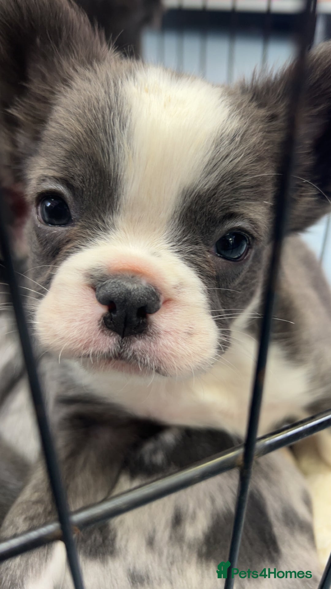 French Bulldog dogs for sale: Two, 10 Week Fluffy French Bulldogs  - Advert 5