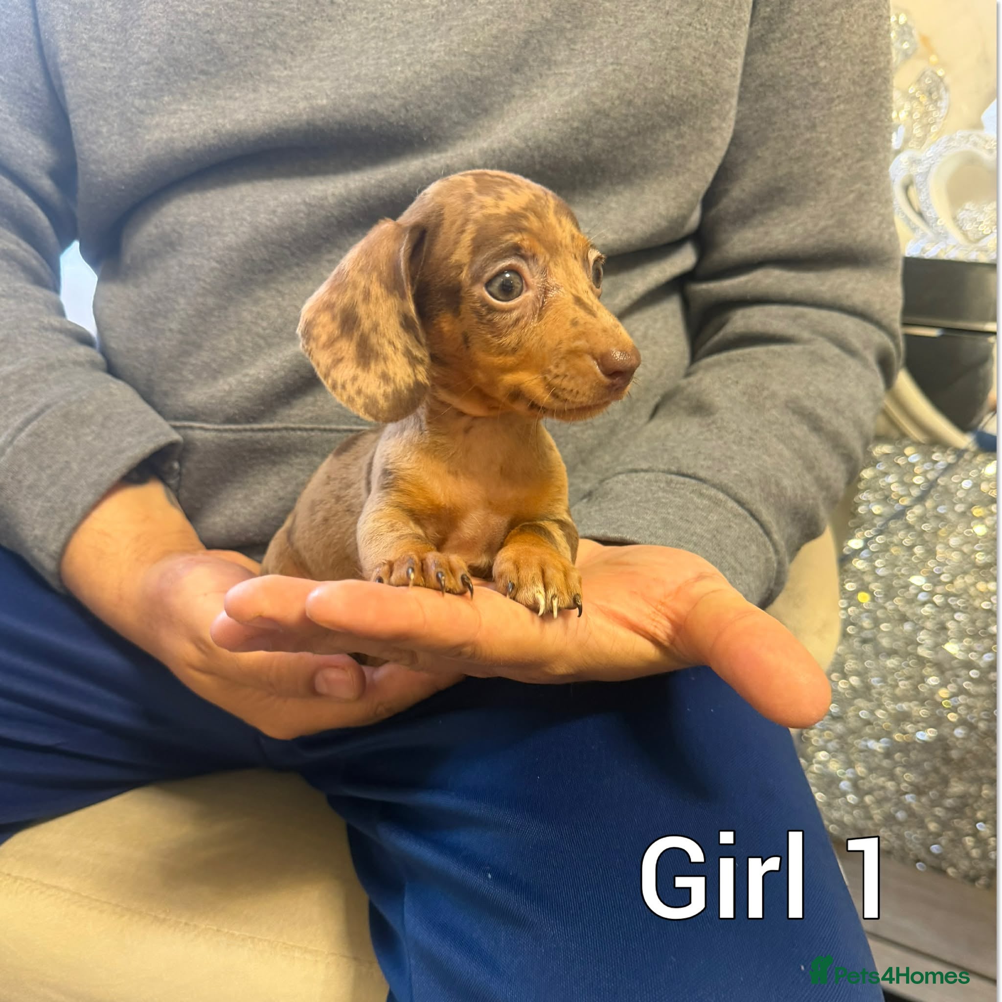 Miniature Dachshund dogs Miniature Dachshund - Advert 10