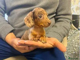 Miniature Dachshund dogs Miniature Dachshund - Advert 5