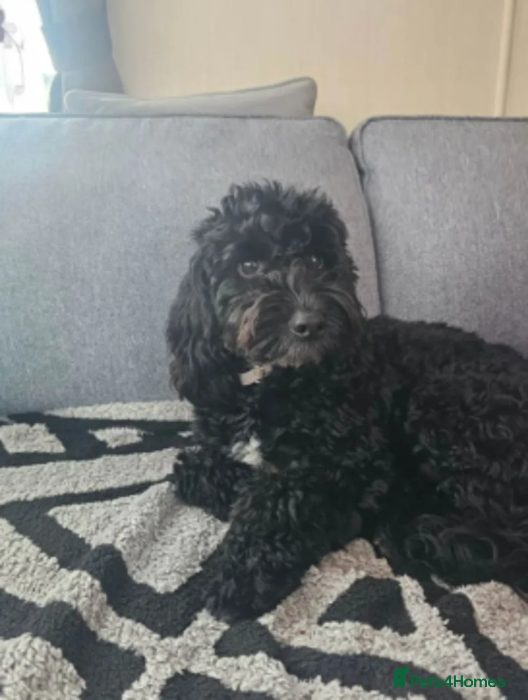 Mixed Breed dogs for sale: Puppies for sale - Advert 9