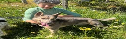 Mixed Breed dogs for adoption: Bimba in Birkenhead - Advert 4