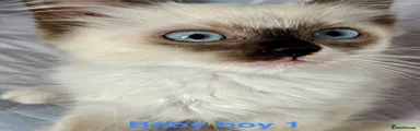 Baby boy 1