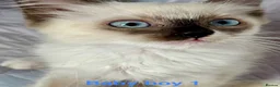 Ragdoll cats for sale: Socialised Baby Ragdoll Kittens ready now  - Advert 25