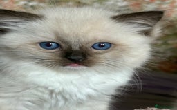 Ragdoll cats for sale: Ragdoll Kittens ready now* - Image 15