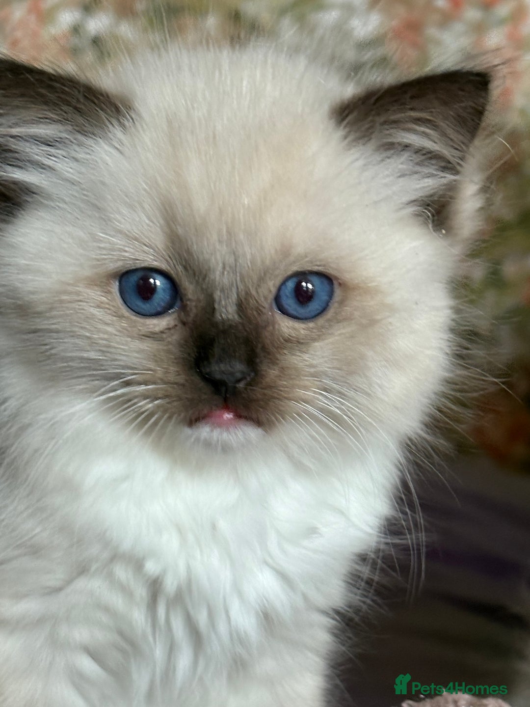 Ragdoll cats for sale: Ragdoll Kittens ready now* - Image 15