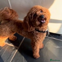 Poodle dogs £250 DNA Clear Red Toy Poodle KC Registered STUDS! in Welshpool - Advert 8