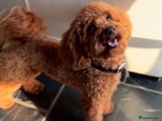 Poodle dogs £250 DNA Clear Red Toy Poodle KC Registered STUDS! in Welshpool - Advert 11