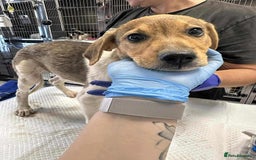 Mixed Breed dogs for adoption: 🥞Pancake🥞is looking for her forever home!  - Image 6