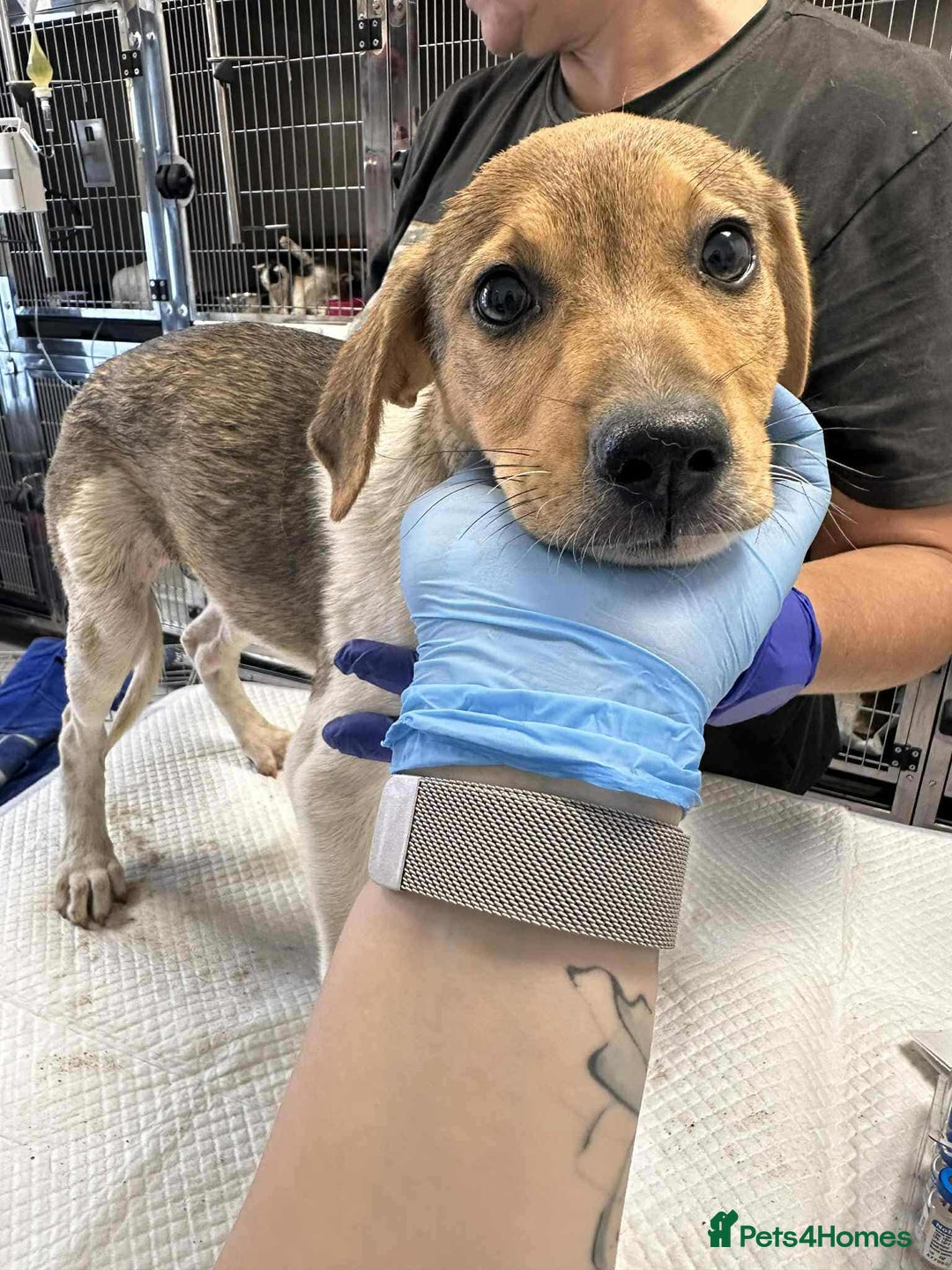 Mixed Breed dogs for adoption: 🥞Pancake🥞is looking for her forever home!  - Image 6