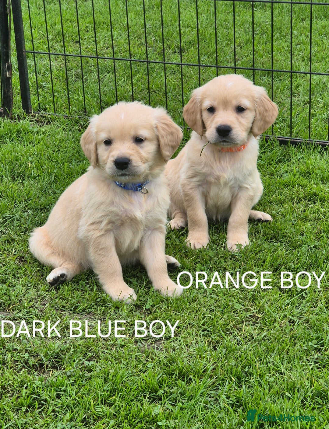 Golden Retriever dogs for sale: KC GOLDEN RETRIEVER PUPPIES  - Image 10