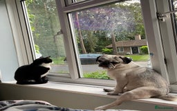 Pug dogs for sale: Beautiful 2year old panda pug - Image 4